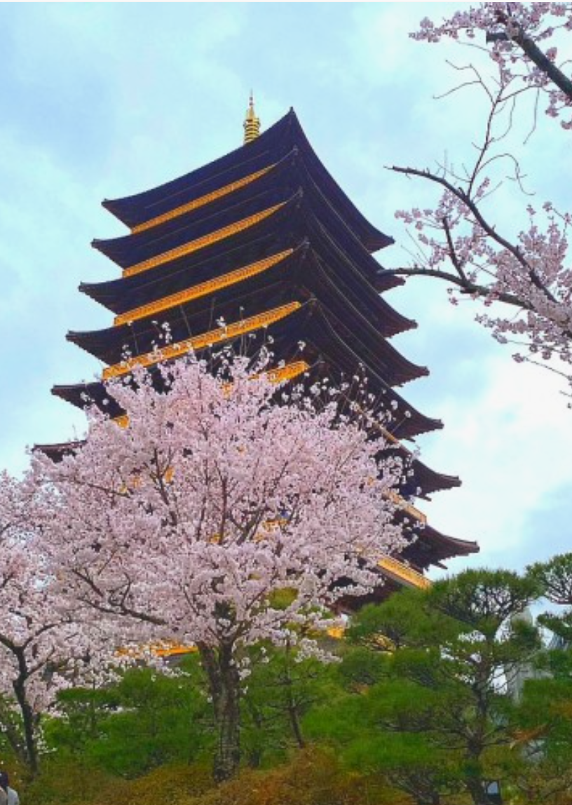경주벚꽃2