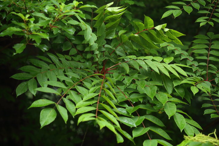 옻의 효능, 부작용 및 사용법 알아보기