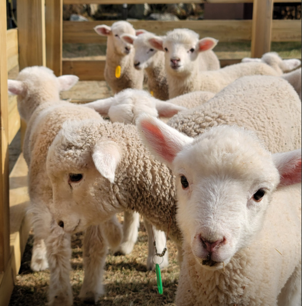 대관령 순수양떼목장