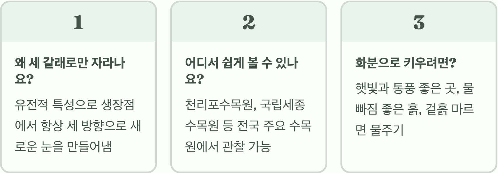 봄의 전령사, 달콤한 향기를 가진 삼지닥나무의 모든 것