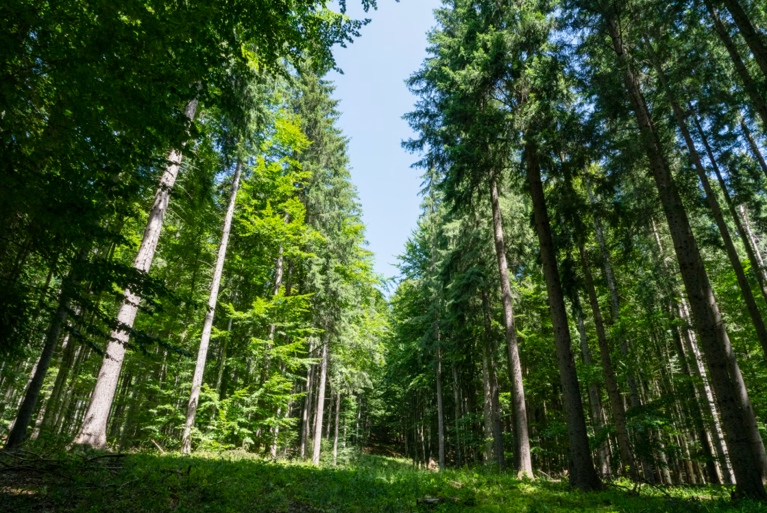 산림도우미 채용정보 관련 이미지