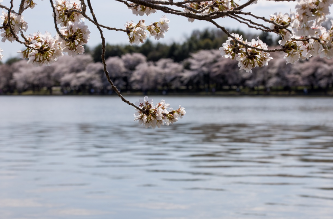 부산 온천천 사람공원 벚꽃 바다