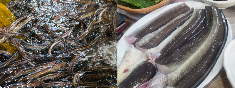 바다장어, 민물장어 실제 이미지