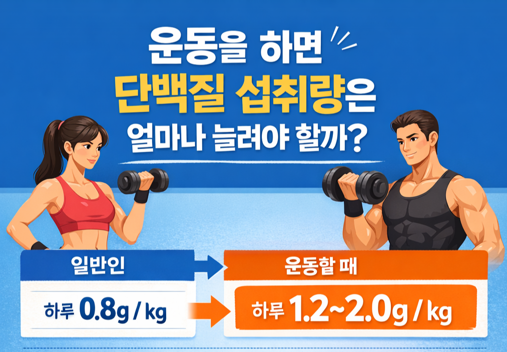 운동 시 단백질 섭취량과 일반 성인의 단백질 하루 권장량을 체중 1kg당 기준으로 비교한 인포그래픽 이미지