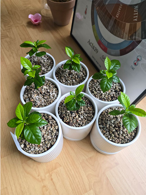 집 안에서 자리 잡은 커피나무