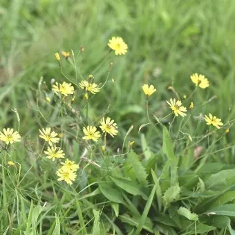 씀바귀 무침 김치 담그는법 레시피_4