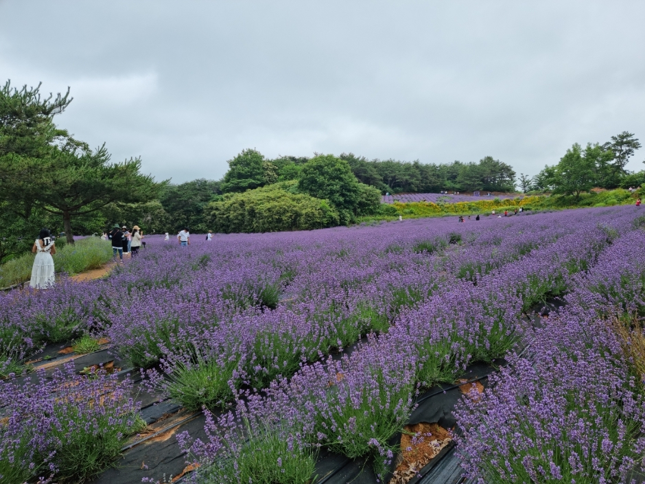 고창 청농원 라벤더시즌