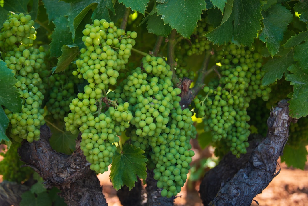 Ripening