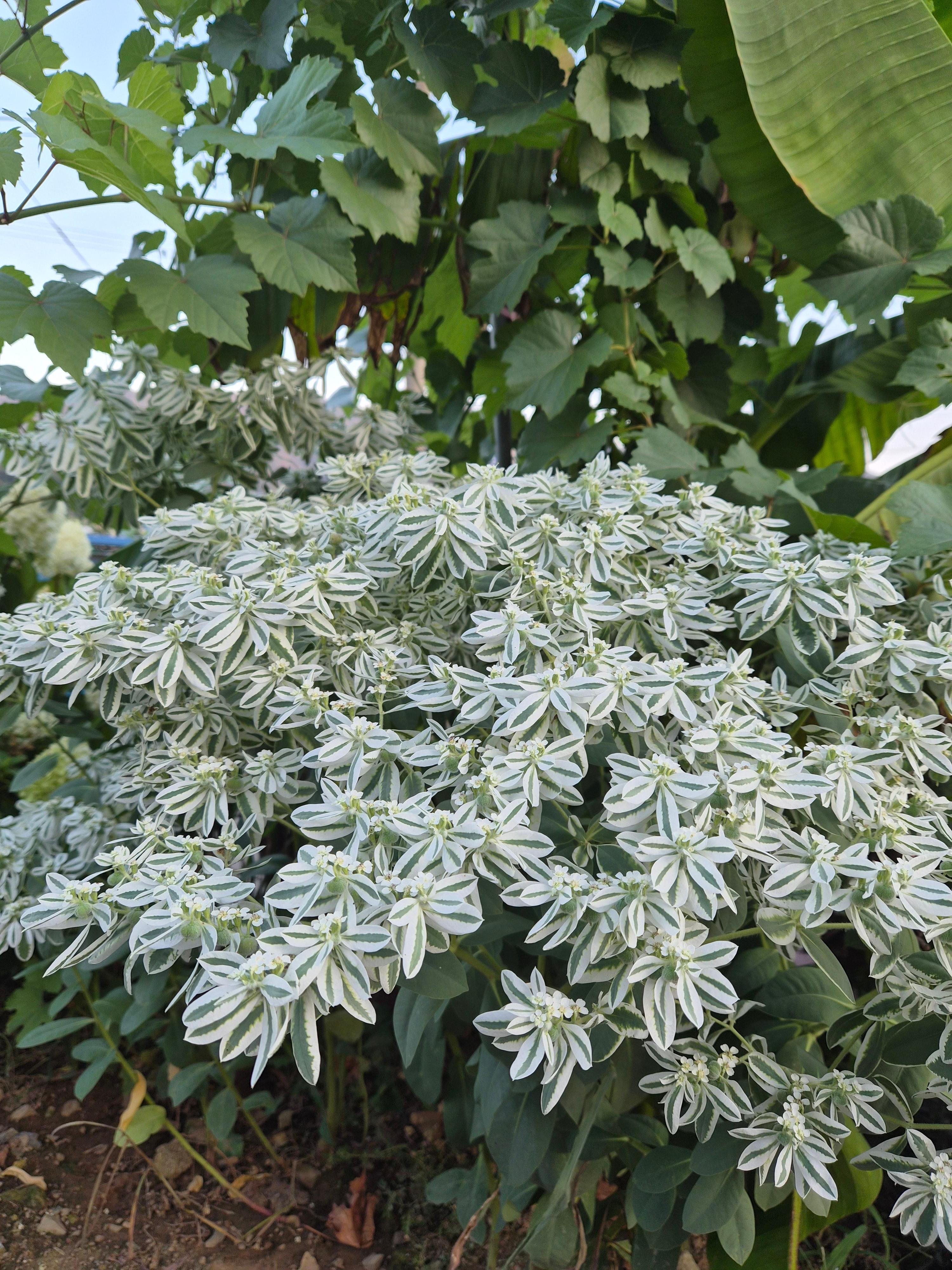 스노우 온 더 마운틴 전체