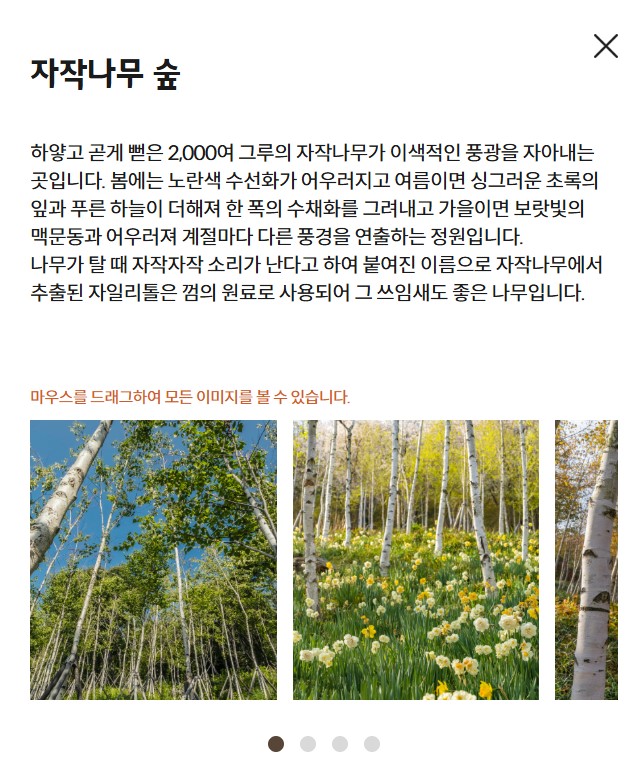 화담숲 테마중 자작나무 테마사진