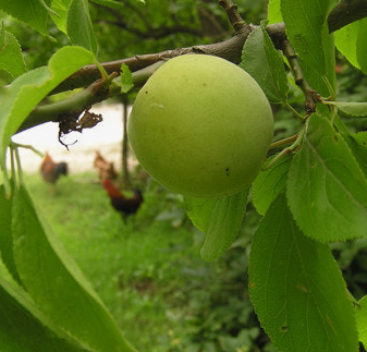 매실 효능과 부작용 고르는법 칼로리