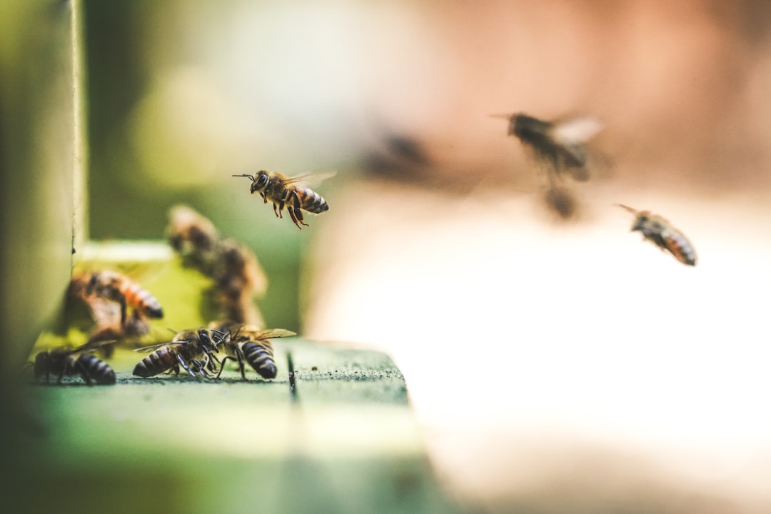 Bee.