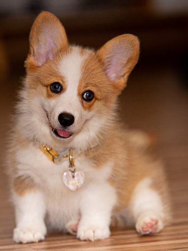 반려동물인 강아지가 웃고있는 이미지