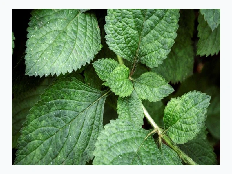 혈당 조절의 숨은 보석, 깻잎의 다채로운 효능