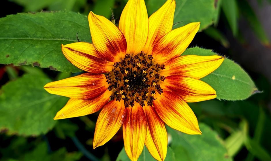 Close-up of a bright yellow sunflower with green leaves outdoors.