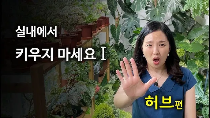 실내허브 키우기 물주기 광량관리 병해충예방 주방에서도 손쉽게_3