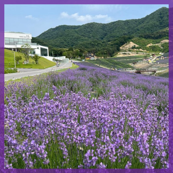 정읍-허브원-라벤더축제-전경1