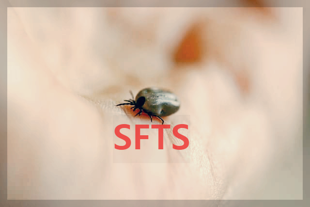 중증 열성 혈소판 감소 증후군을 옮기는 진드기