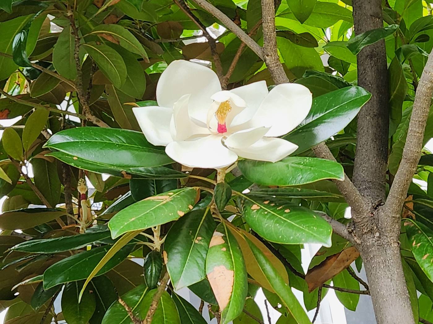 태산목