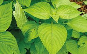 들깨 파종 시기, 이대로만 하면 풍성한 수확!