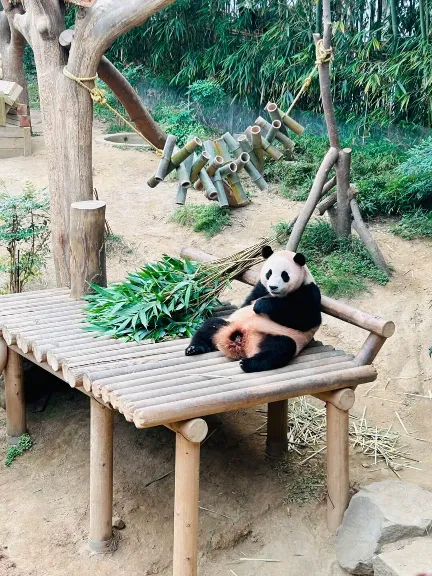 에버랜드 푸바오 예약 시간 관람 꿀팁