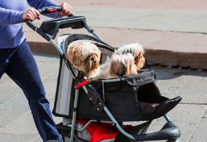 강아지유모차 사진/출처:어도비스톡