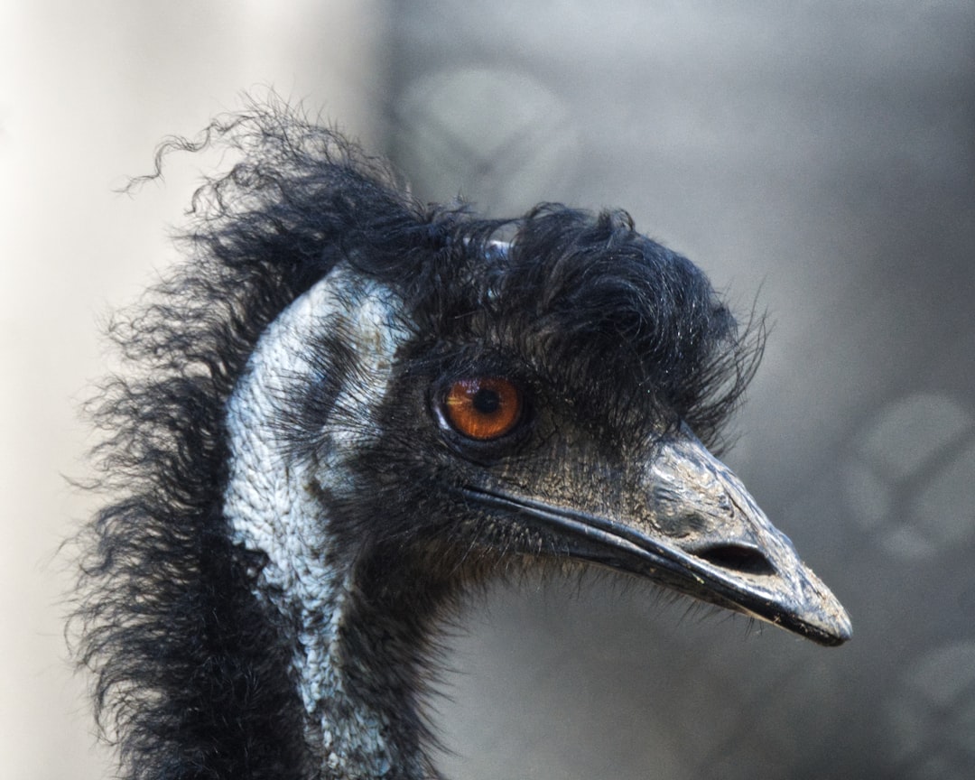 Emu