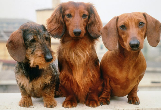 오래 사는 강아지 품종 TOP 7과 장수 비결