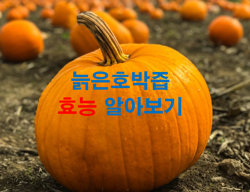 늙은호박-효능