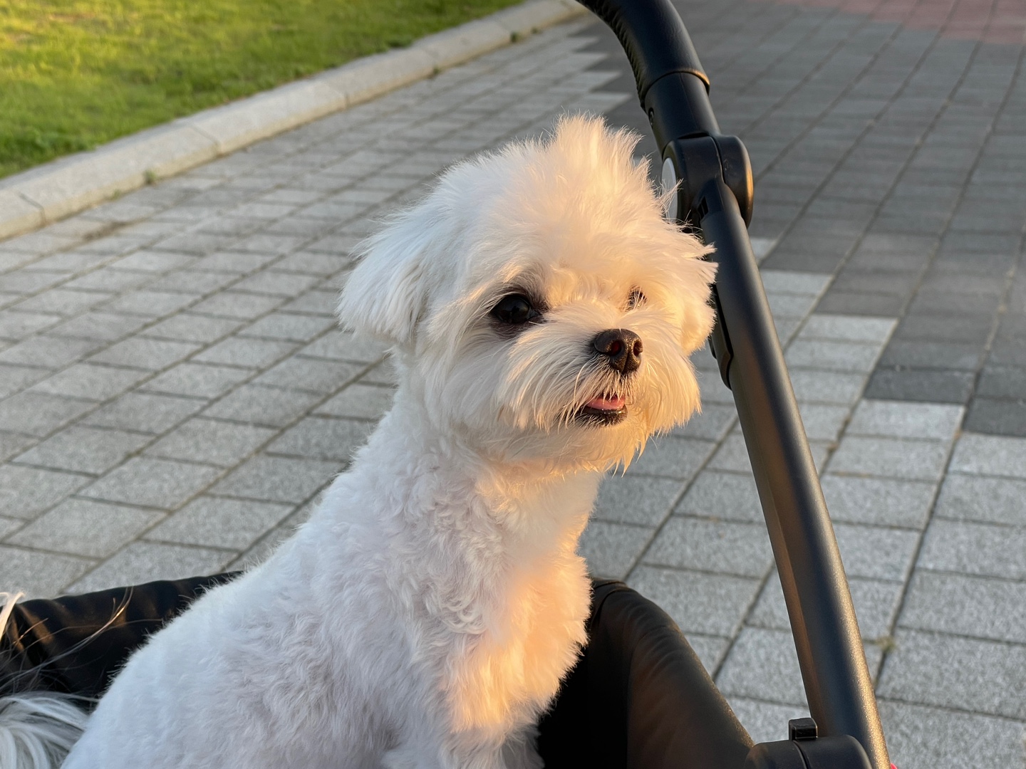 강아지-기관치협착증