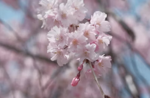 2026 벚꽃 힐링 여행 완벽 가이드