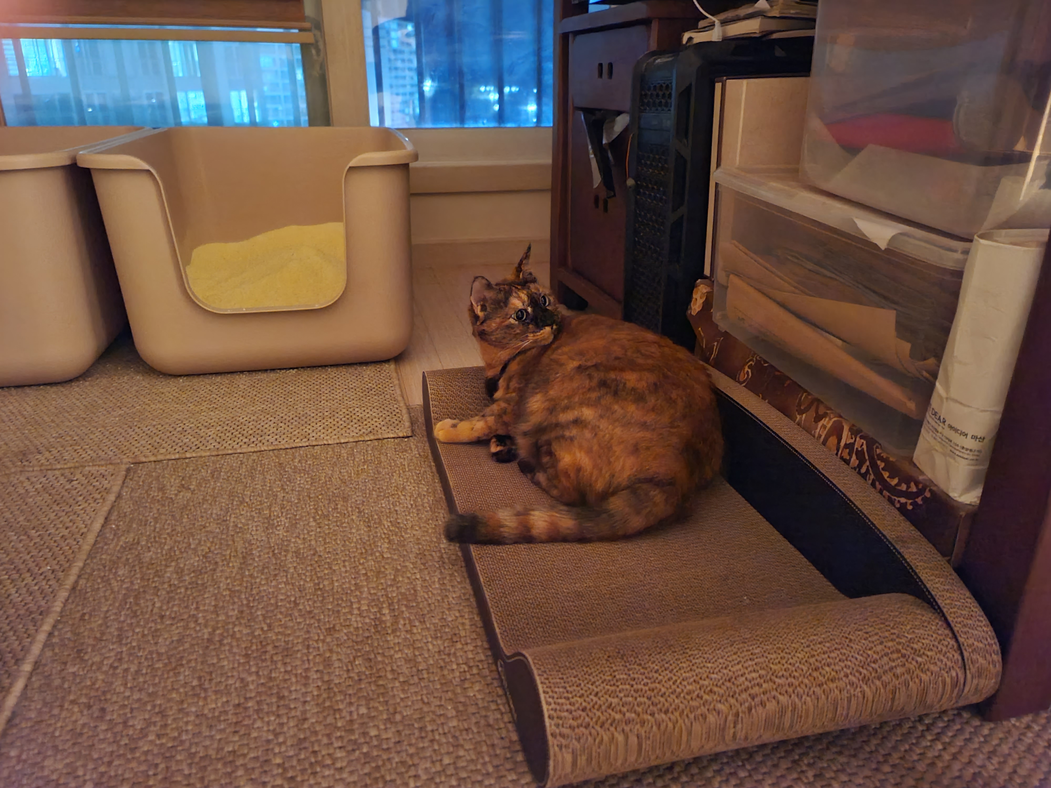 고양이들 스크래쳐를 교체했다.(자동차스크래쳐,침대형스크래쳐)