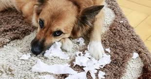 휴지를 물어뜯어놓은 강아지 모습