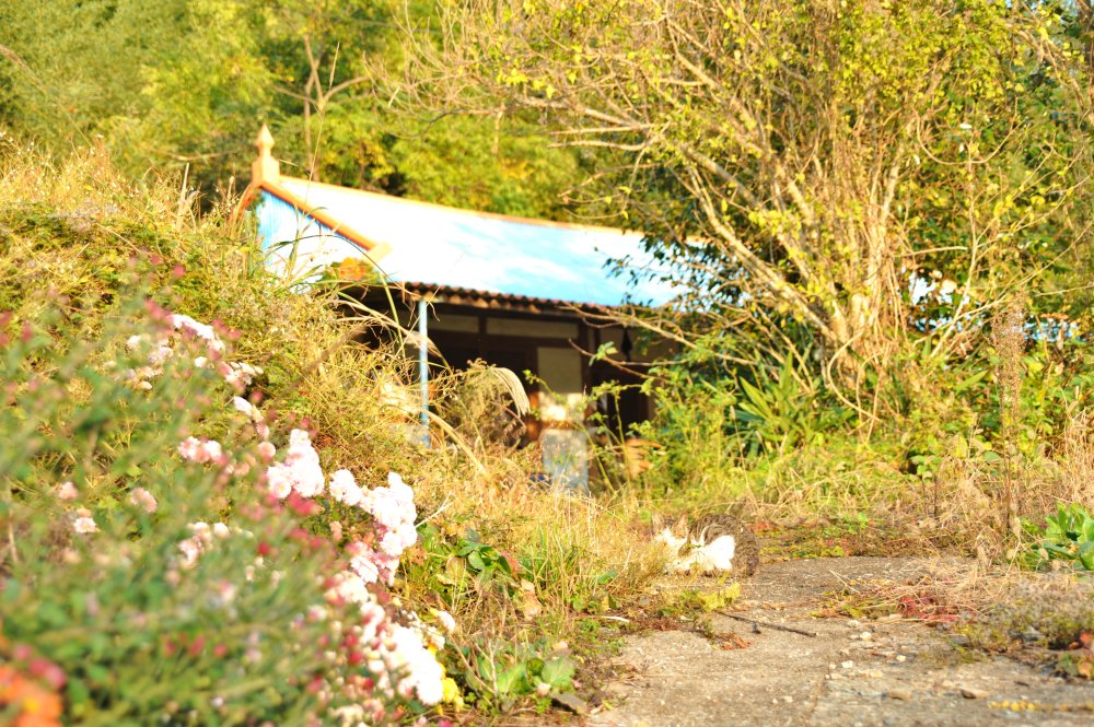 장흥군 내저마을 2016년 11월 4일