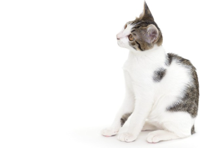 앉아있는 고양이.