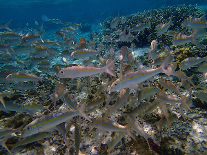 괌 여행 추천 이파오 비치 공원