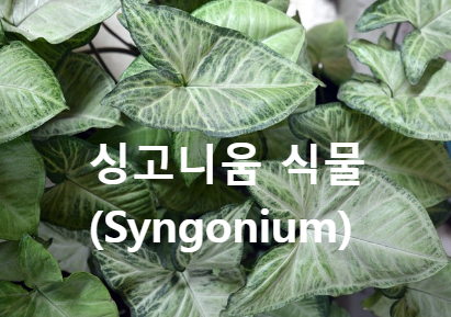 싱고니움(Syngonium) 식물의 탐구 싱고니움 식물의 원산지 싱고니움 식물의 관리 요령