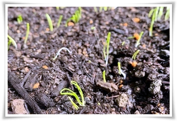 &quot;10월, 양파 심으세요!&quot; 건강한 양파 키우기 완벽 가이드!