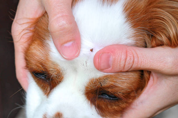 진드기 퇴치와 예방의 모든 것