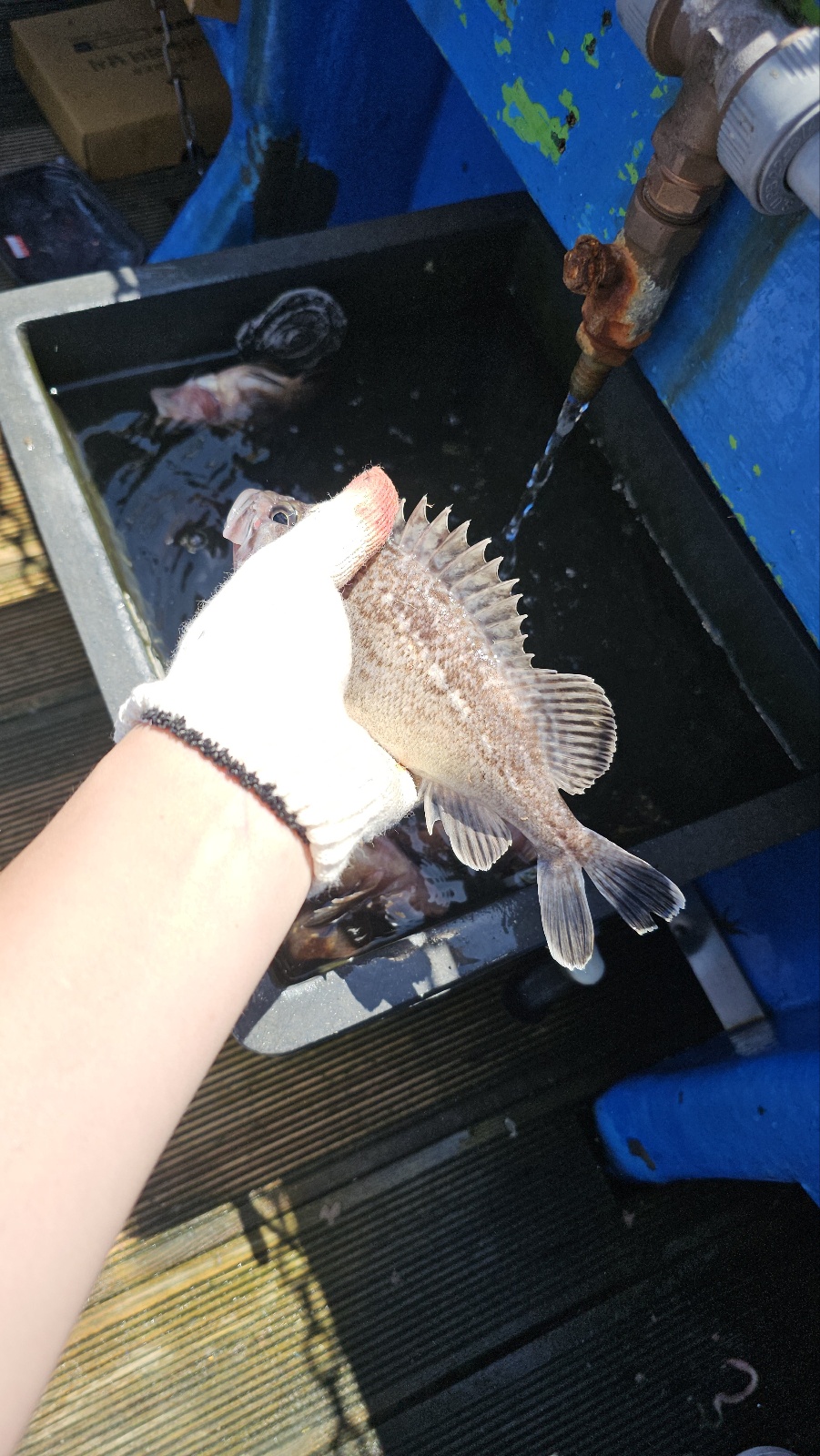 오이도(시흥 시화방조제) 배낚시 후기-Boat Fishing at Oido