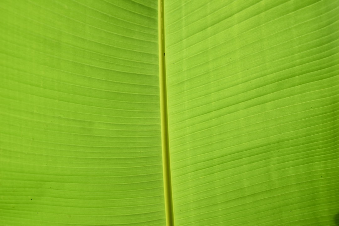 Green New Deal