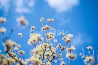 쉐보레 서비스센터 영업시간 안내