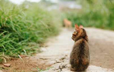 고양이 수명 평균은 몇 살일까? 관리방법 총정리