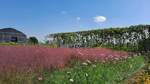 평택_바람새마을_핑크뮬리_명소