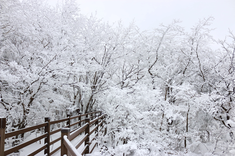 겨울에 가면 좋은 일본 여행지