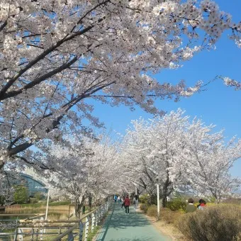2025년 벚꽃축제 일정 시기 명소_18