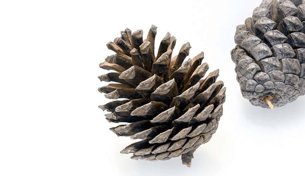 가래에 좋은 음식 사진 - 11