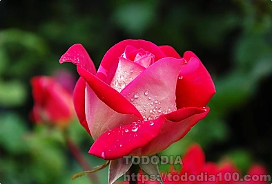 빨간장미- 꽃말- 뜻-역사-장미수-종류-연인-3