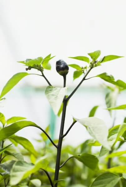 블루베리 묘목 사진입니다.