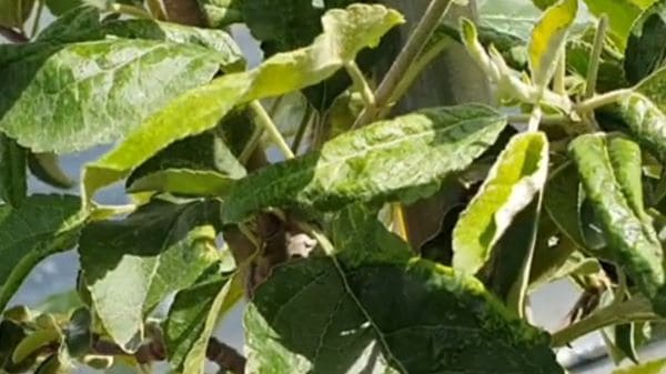 사과나무-사과혹진딧물-병충해-병징-증상-발병시기-방제법